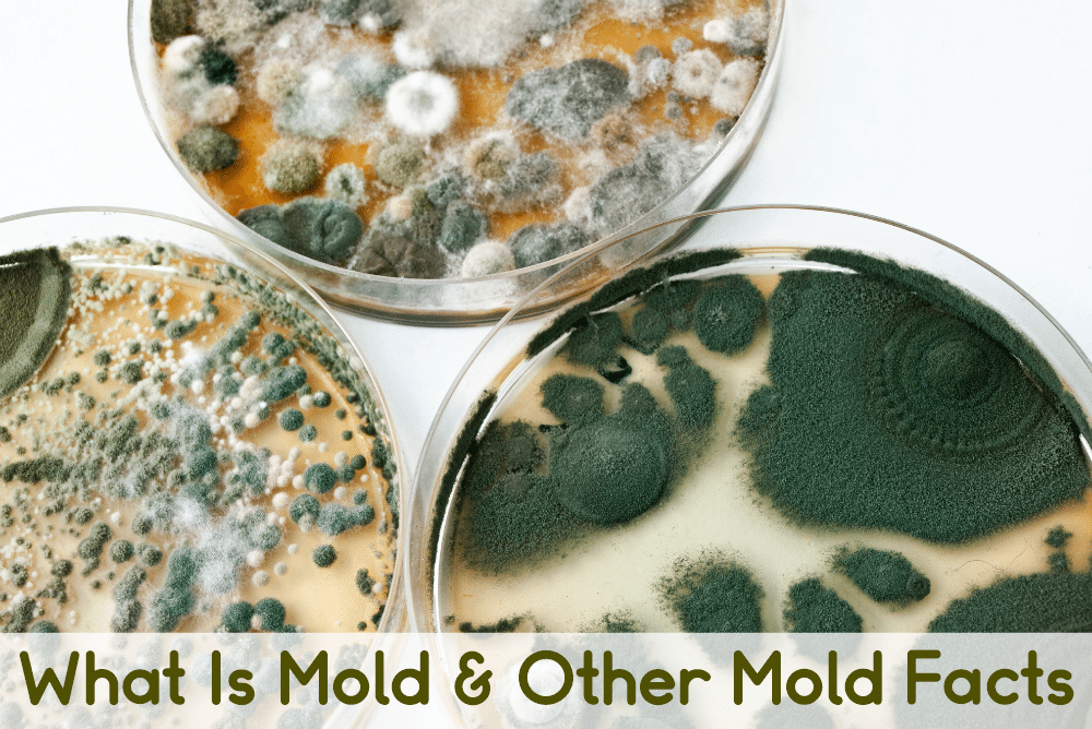 Petri dishes with various molds growing. What is Mold and Other Mold Facts is written below.