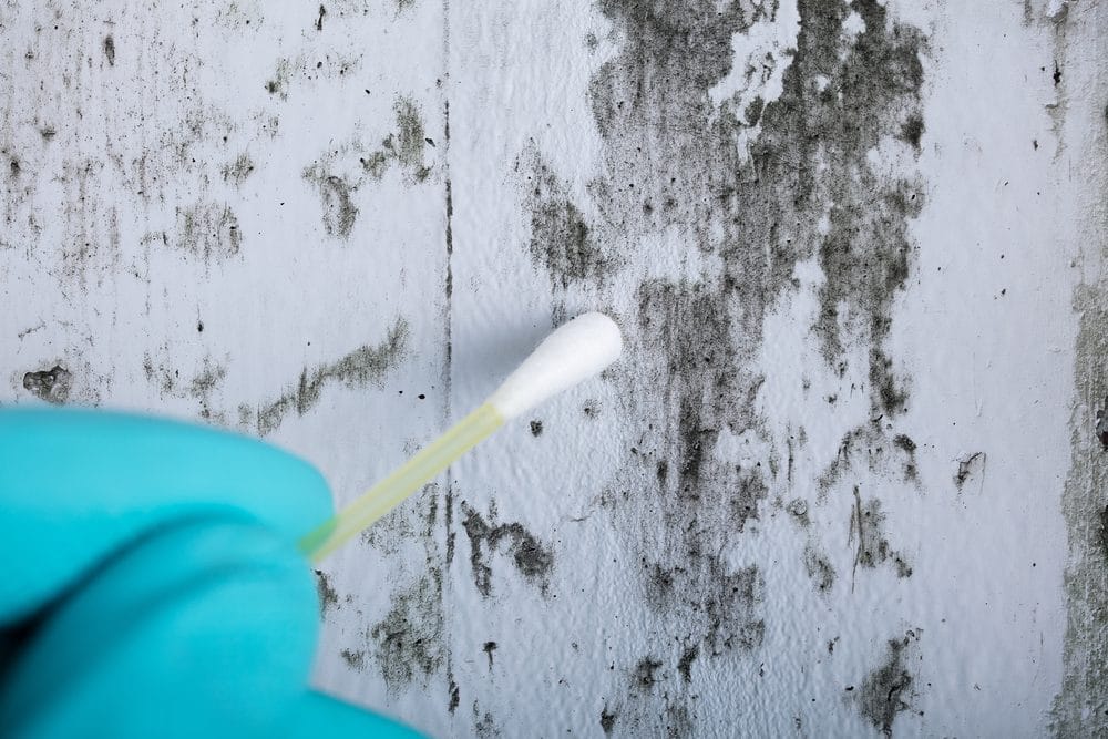 Close-up Of Person's Hand Holding Cotton Swab To Get Mold Samples From Wall