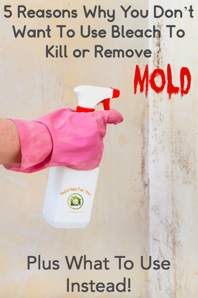Does Bleach Kill Mold Mold Help For You