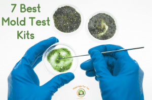 Three petri dishes - one being swab as part of a DIY mold test kit