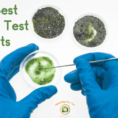 The 7 Best Mold Test Kits