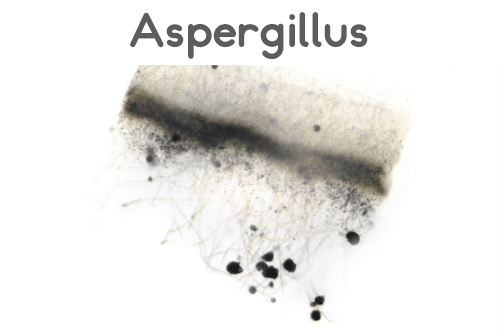 Aspergillus Mold