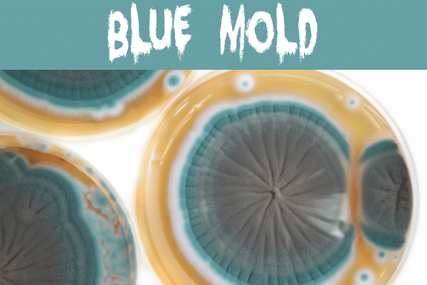 Blue Mold In a Petri Dish
