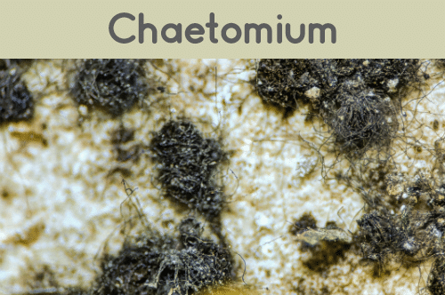Chaetomium Mold