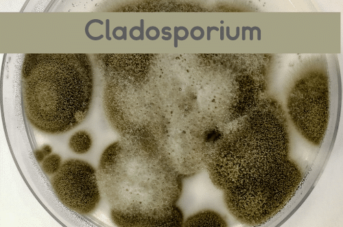 Cladosporium Mold