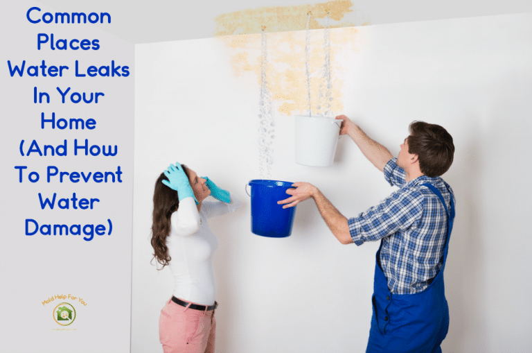 Common Places Water Leaks In Your Home And How To Prevent Water Damage