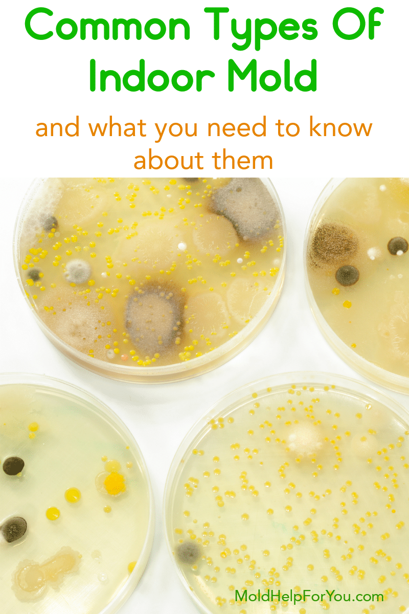 Petri dishes with the most common types of indoor mold