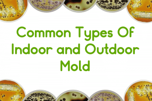 Petri dishes with the most common types of mold