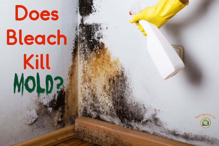 A spray bottle with bleach being used to spray a moldy wall. Does bleach kill mold? Find out why you should not use bleach to clean mold.