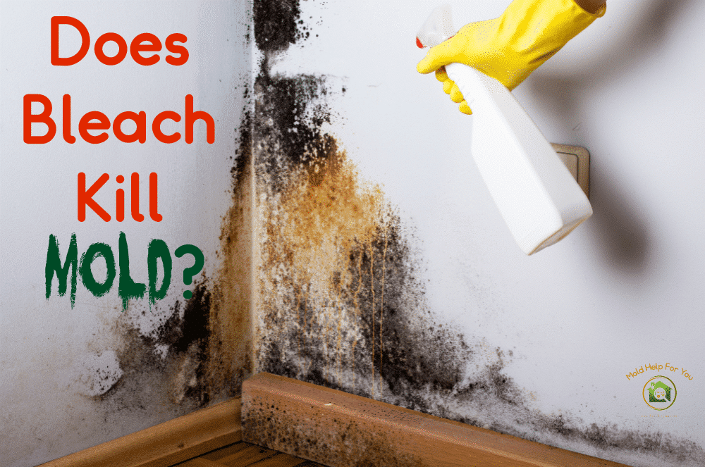 Does Bleach Kill Mold Help For You, Does Bleach Kill Mold In Basement