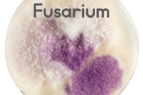 Fusarium Mold