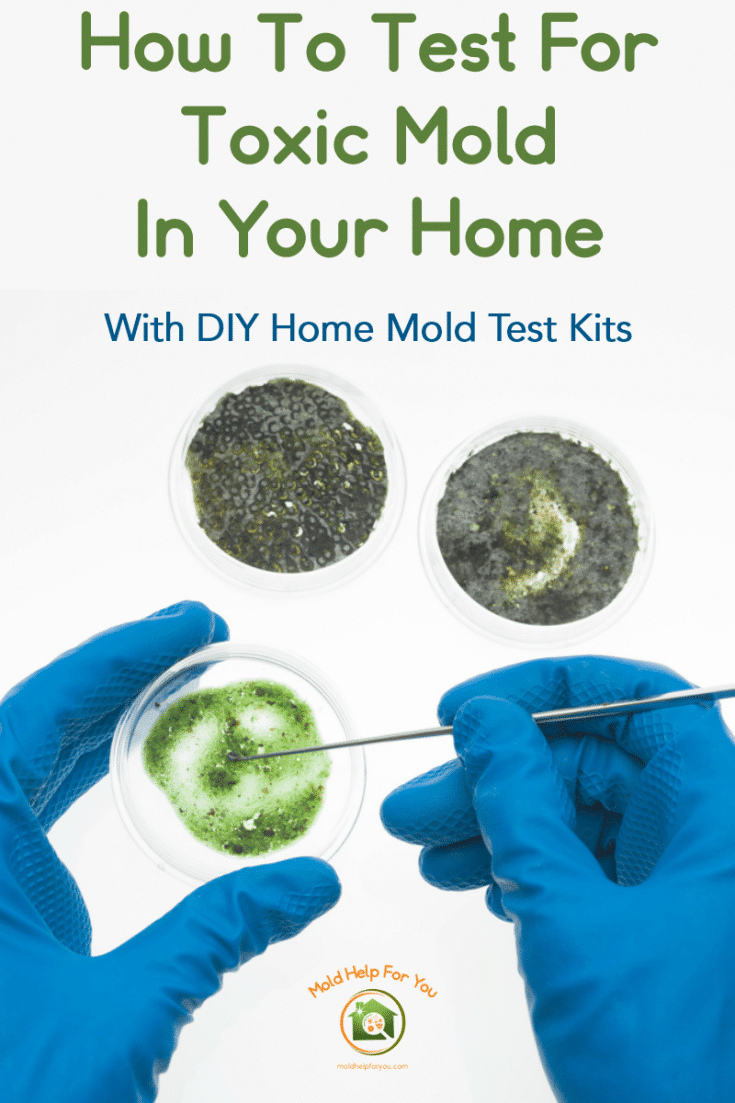 The 7 Best Mold Test Kits Mold Help For You
