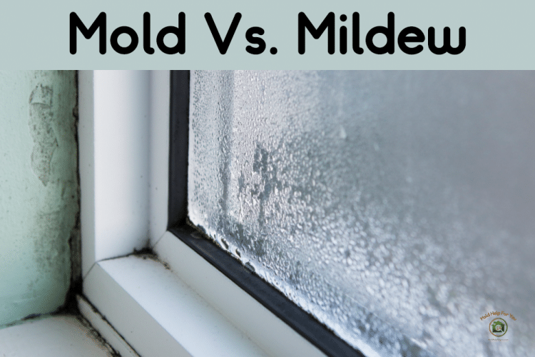 A window with mold around the frame. Or is it mildew? Mold vs. mildew.