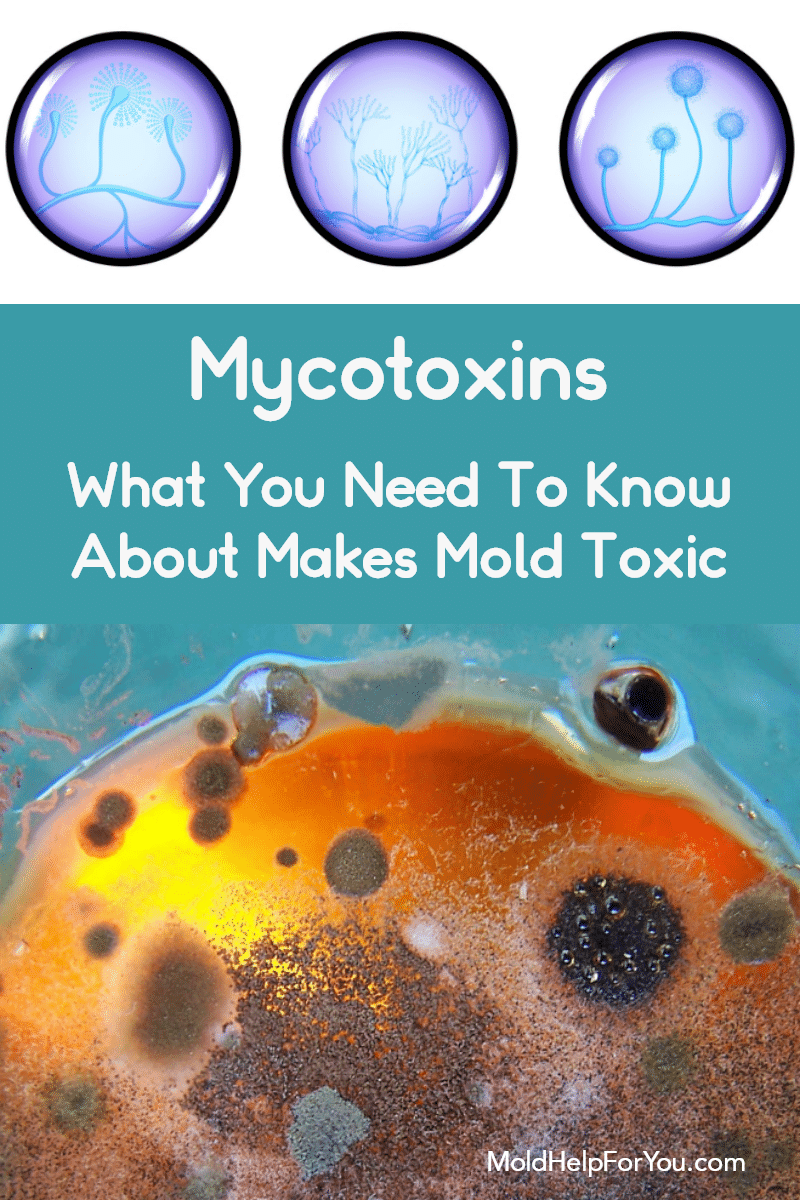 A mycotoxin and the molecular structure of mycotoxins - what makes mold toxic