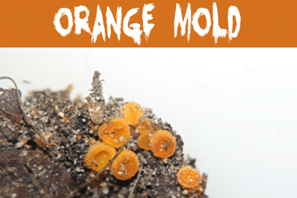 Orange Mold