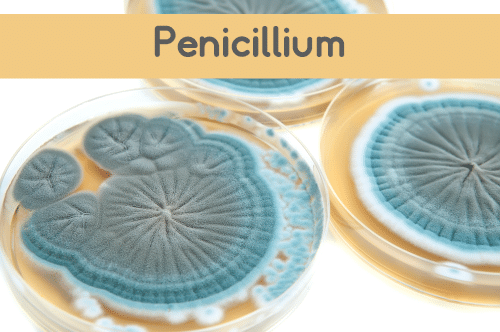 Penicillium Mold