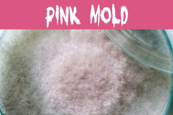 Pink mold in a petri dish