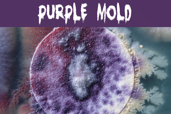Purple mold in a petri dish