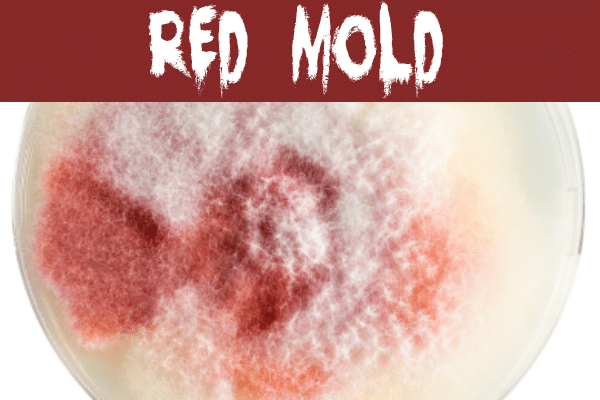 Red mold on a petri dish