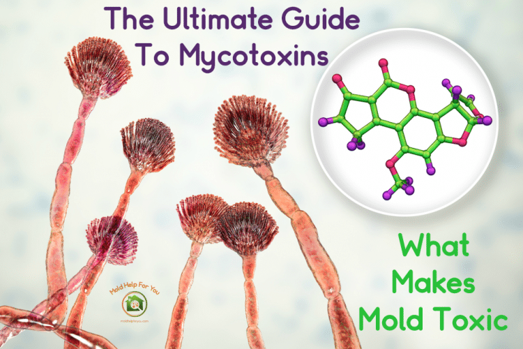 Chemical composition of mycotoxins - what makes mold toxic