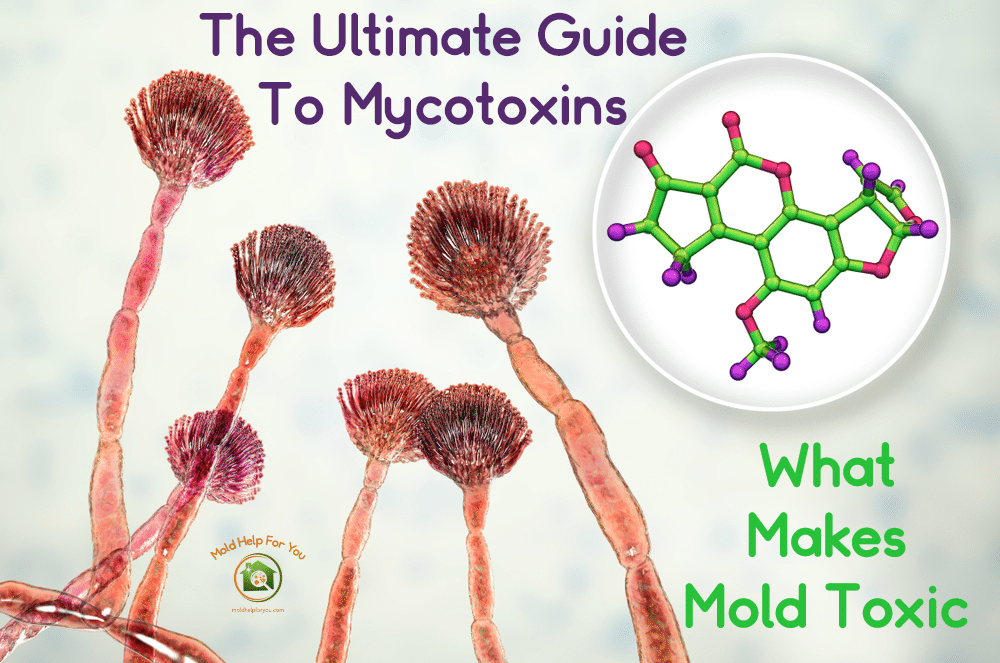 The Ultimate Guide To Mycotoxins and What Makes Mold Toxic | Mold Help