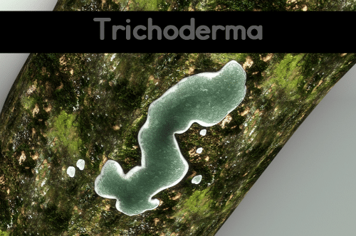 Trichoderma Mold
