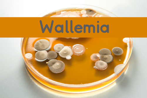 Wallemia Mold