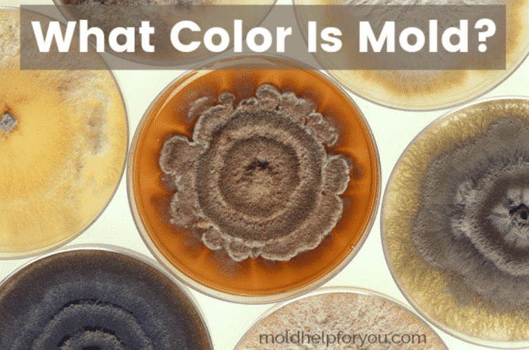 What Color Is Mold?