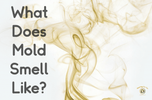 Rising mold smell - do you know what mold smells like?