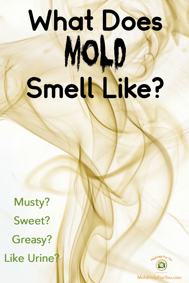 Rising mold smell - do you know what mold smells like?