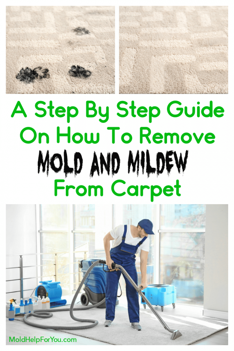 How To Get Mold Out Of Carpet Mold Help For You
