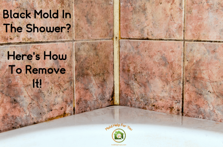 Black Mold In The Shower? Here’s How To Remove It!