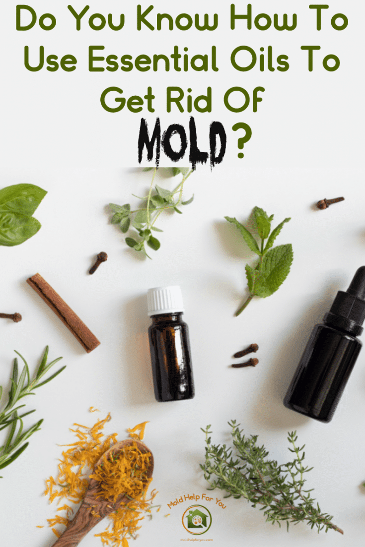 Essential Oils For Mold Mold Help For You