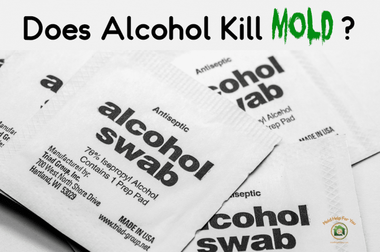 Does Alcohol Kill Mold?