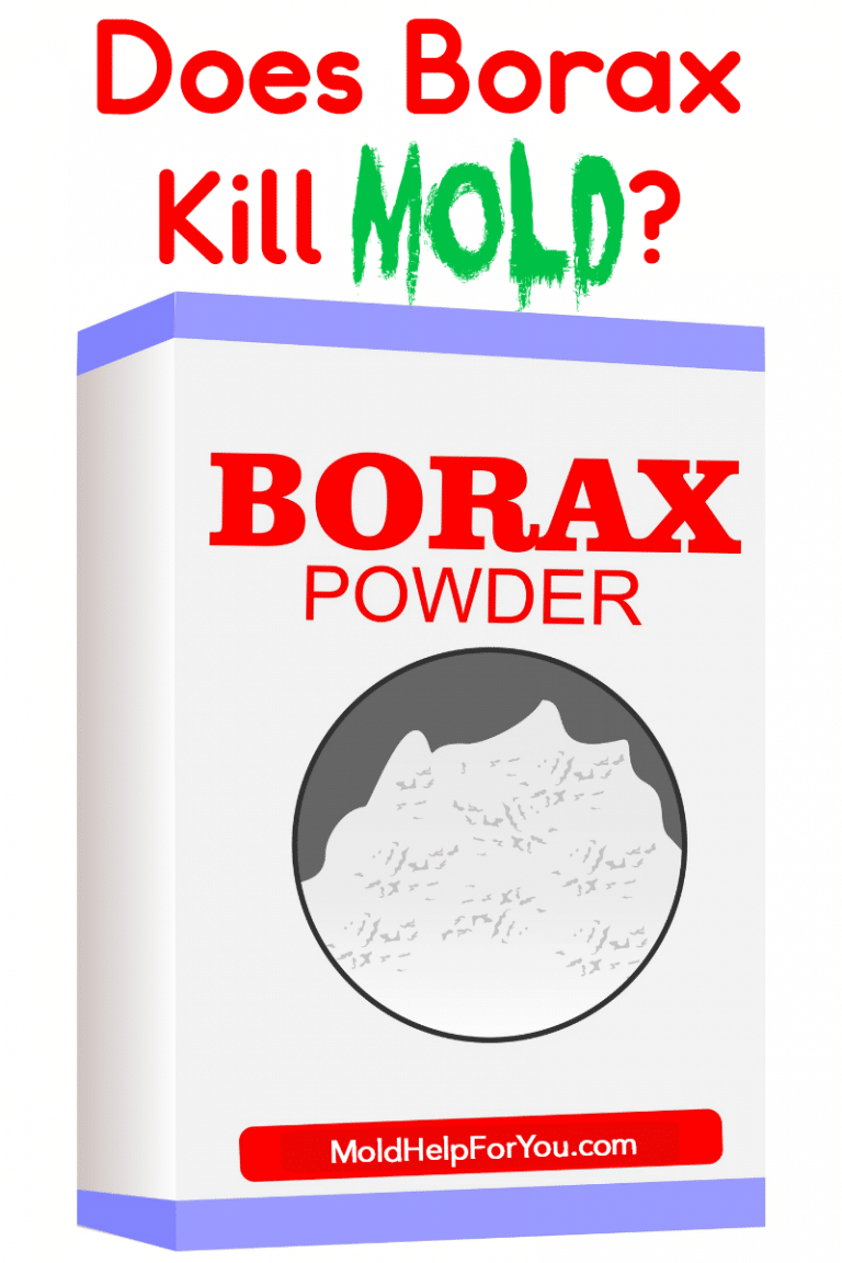 Does Borax Kill Mold? Mold Help For You