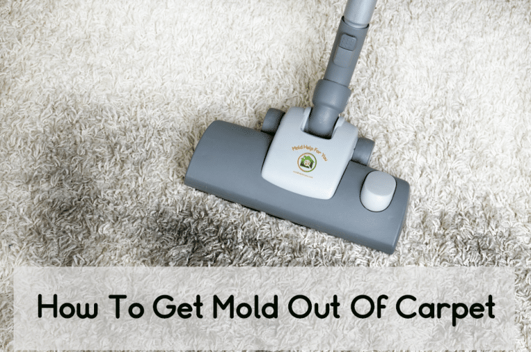 How To Get Mold Out Of Carpet