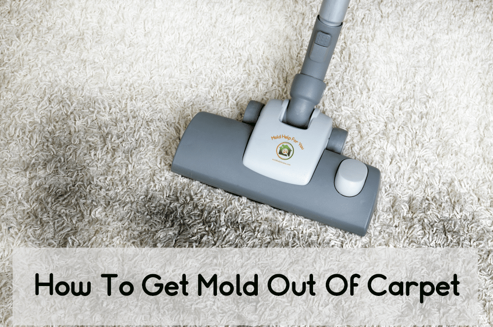 How To Get Mold Out Of Carpet | Mold