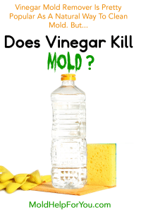 Does Vinegar Kill Mold? | Mold Help For You