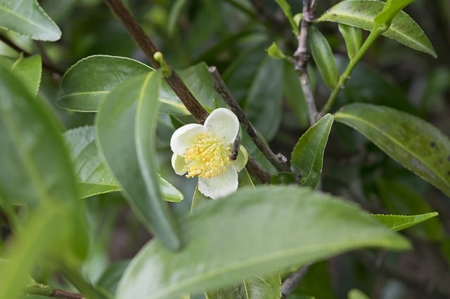 A Tea Tree plant with flower