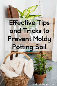 How To Prevent and Remove Mold In Houseplant Soil | Mold Help For You