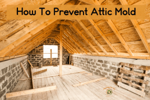 A mold free attic