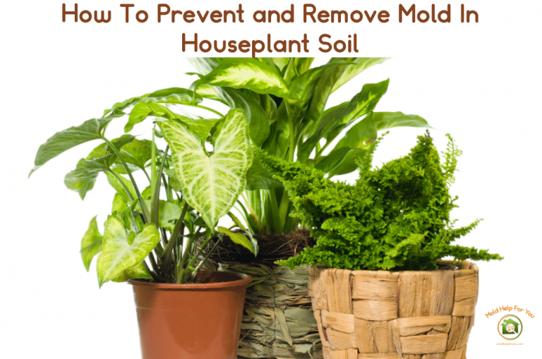 How To Prevent and Remove Mold In Houseplant Soil