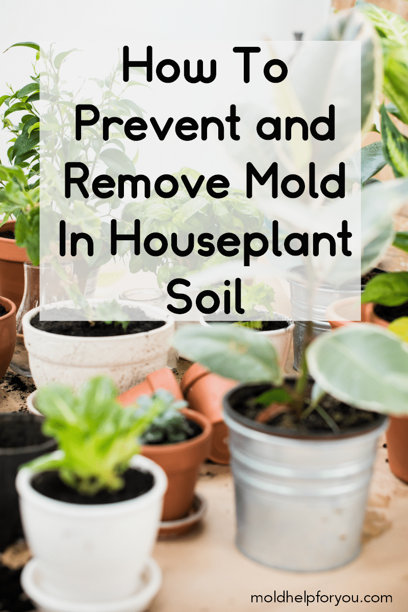 Houseplants without mold in the potting soil