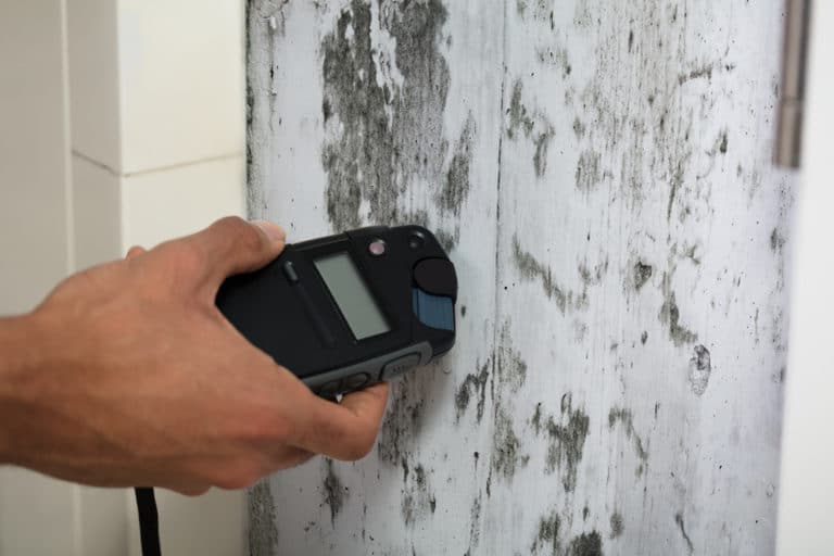 The Top 7 Moisture Meters For Drywall, Concrete, and Wood Mold Help