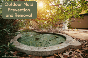 Outdoor mold opportunities - a stagnant pond, piles of leaves, and poor drainage