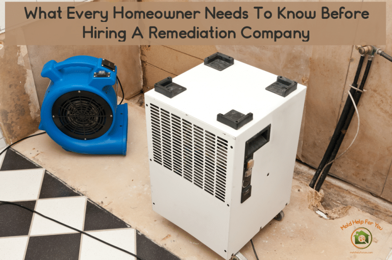 What You Need To Know Before Hiring A Mold Remediation Company