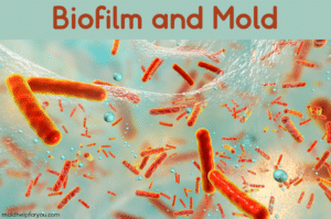 Biofilm with mold spores under a microscope