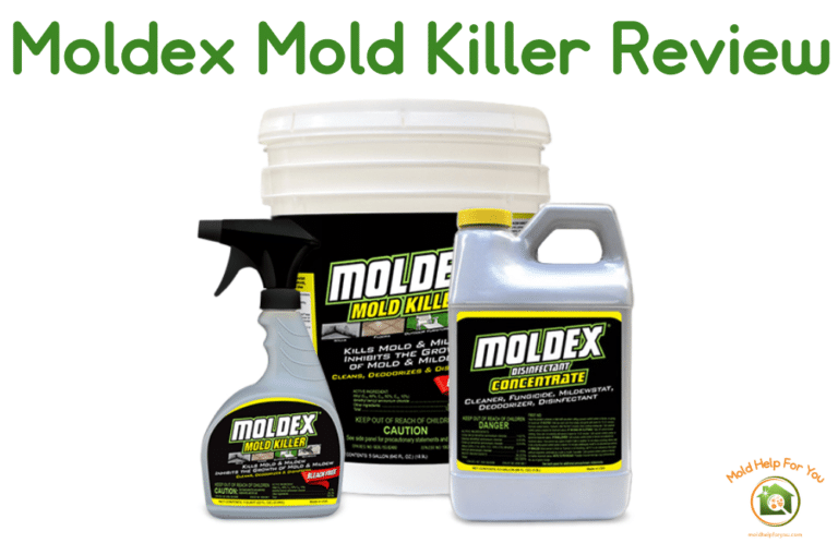 Moldex Review
