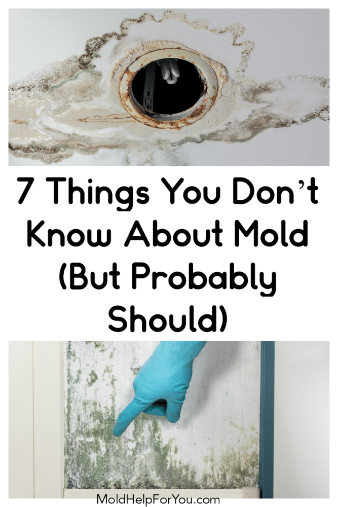 7 Things You Don’t Know About Mold (But Probably Should) Mold Help