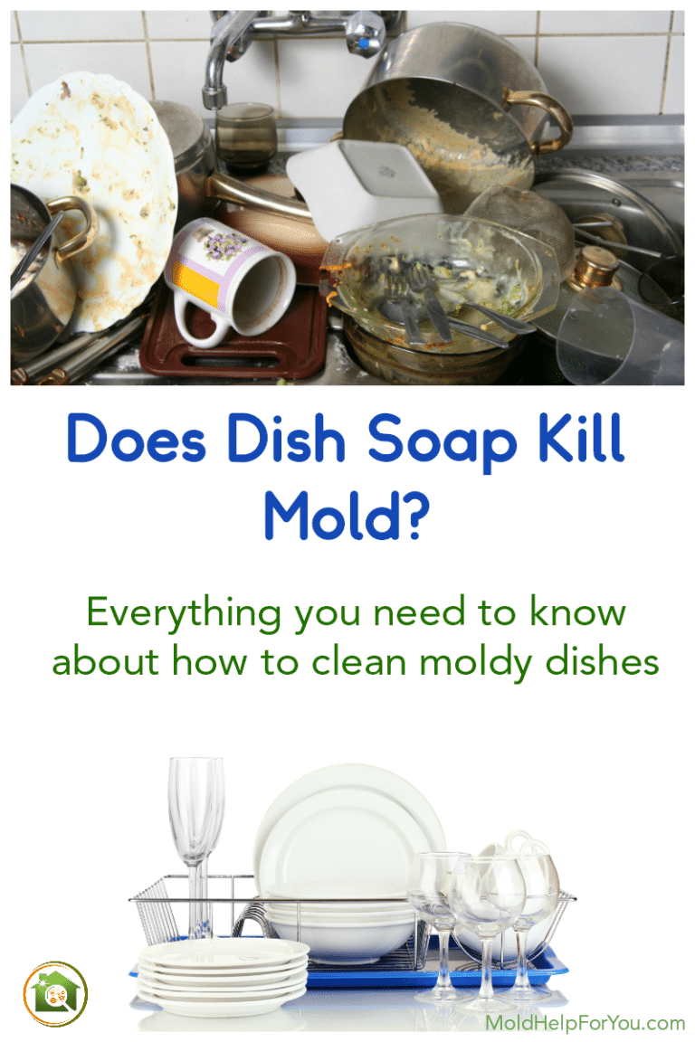 How To Clean Mold On Dishes Mold Help For You